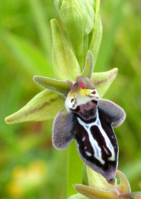 Ophrys cretica, Ophrys episcopalis  Creta aprile 2016